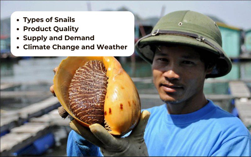 The price of conch on the market is affected by many factors
