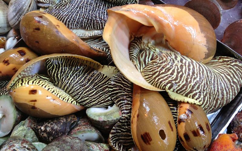 Choose snails with intact shells, shiny color, and similar size