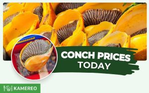 How Much Does Conch Cost Per Kilogram? The Latest Conch Prices Today