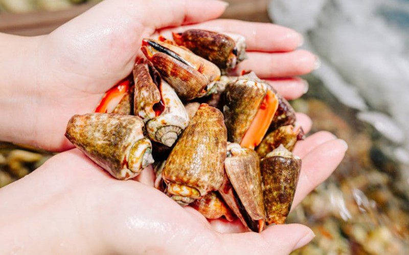 Size and color are important factors in determining the freshness of jumping snails