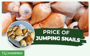 How much is 1kg of jumping snails? Updated prices for jumping snails