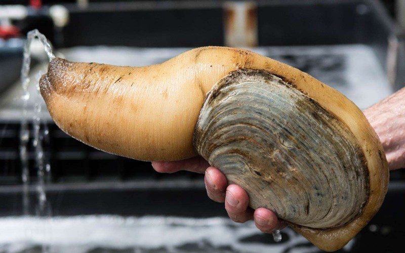 Pay attention to the geoduck’s color to ensure quality and freshness