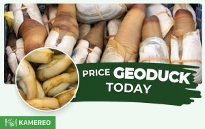 How much does geoduck cost per kg? Latest geoduck price update