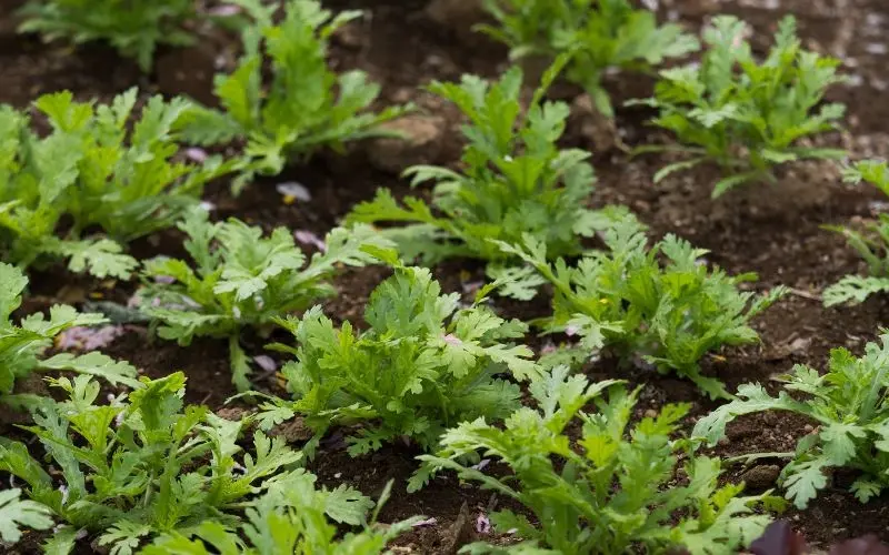 Edible chrysanthemum is suitable for planting in cool temperatures and with high soil moisture