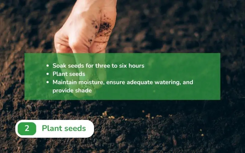 Soaking and sowing seeds correctly helps to increase the germination rate effectively