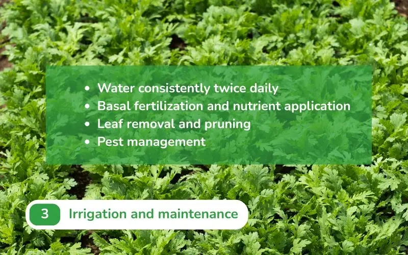 Watering and fertilizing at the right time helps young chrysanthemum plants take root and grow well