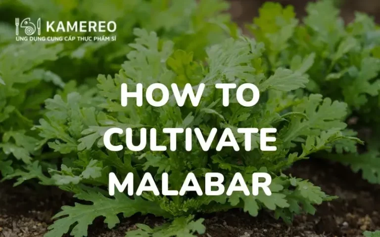 How to Grow Garland Chrysanthemum (Tần Ô) in a Styrofoam Box or Pot: Quick and Lush at Home