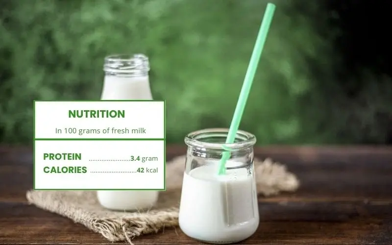 Milk is a common and easily absorbable source of complete protein
