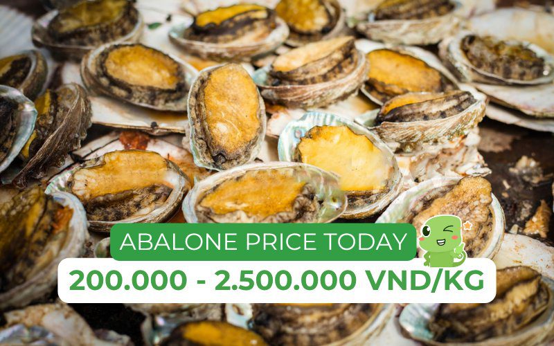 Abalone prices range from 200,000 to 2,500,000 VND/kg