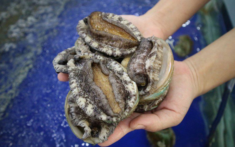 You should choose abalone that is firmly attached to the shell and has good elasticity