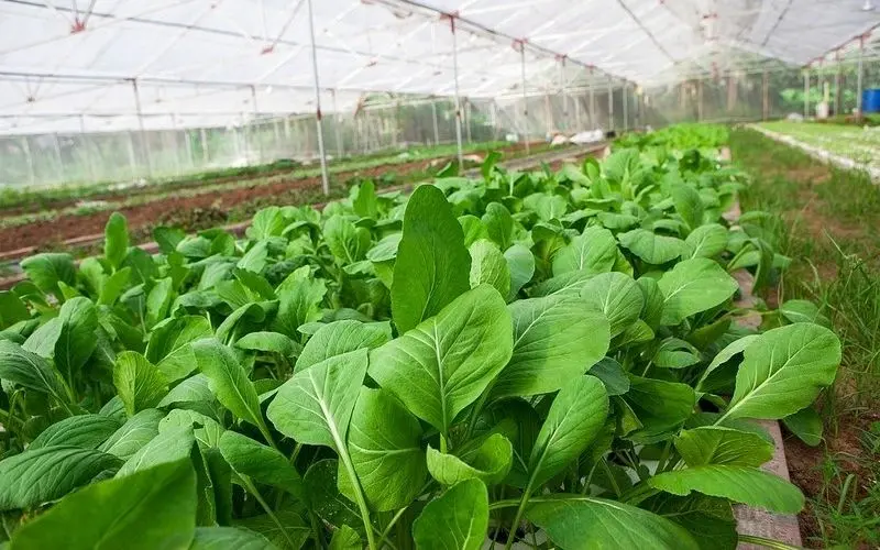 Planting choysum in the dry season often yields higher results with fewer pests