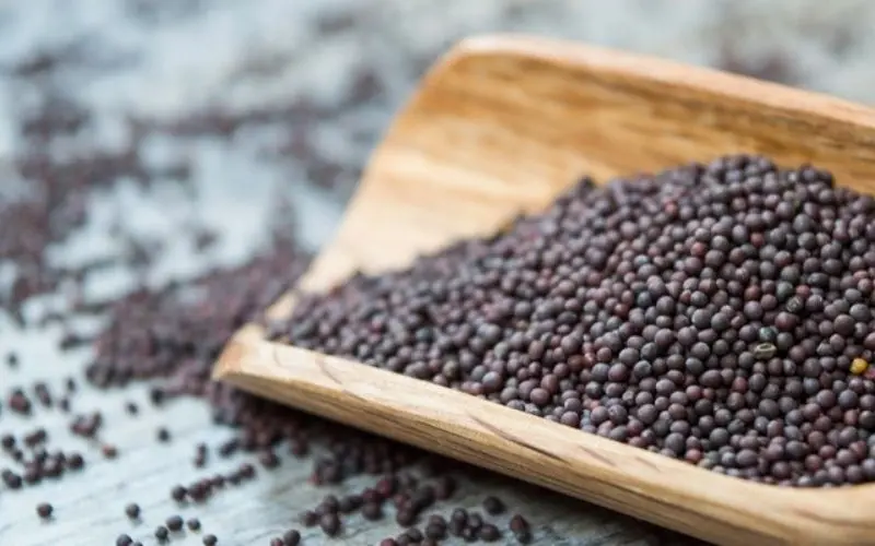 Small, round sweet mustard green seeds are suitable for home planting