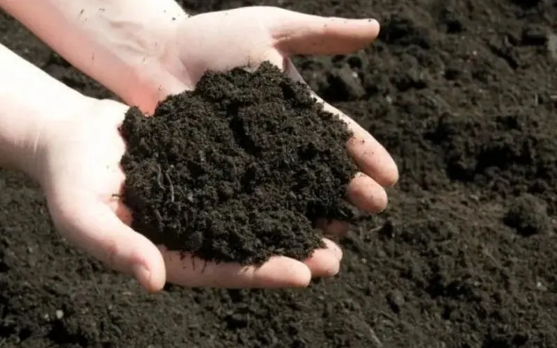 Loose, nutrient-rich soil helps choysum grow quickly and uniformly