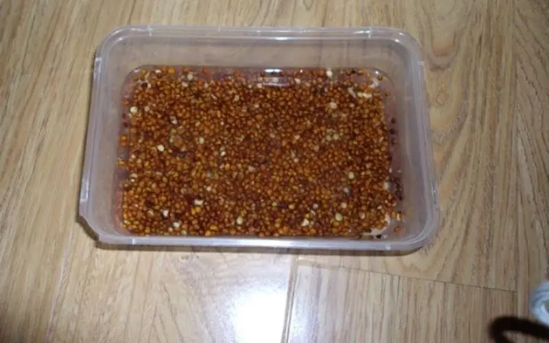 Soaking seeds in warm water and keeping them moist helps them germinate evenly