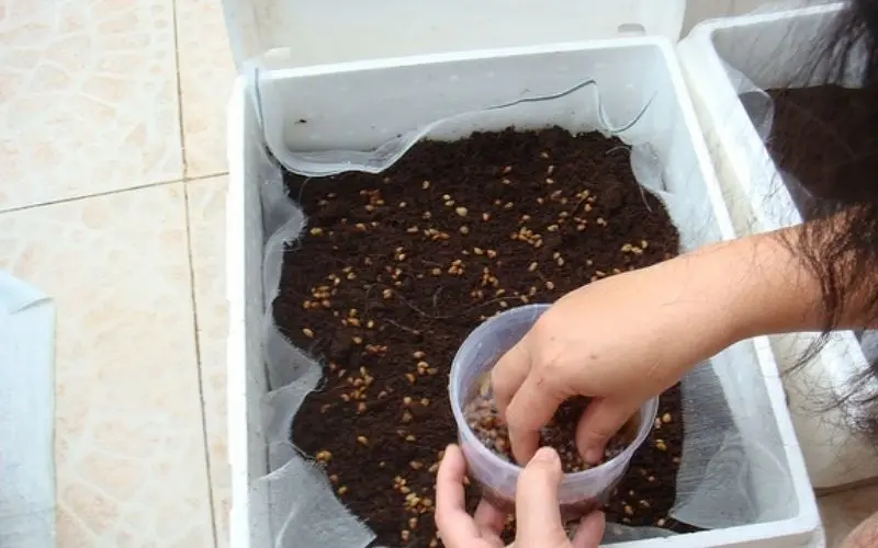 Sweet mustard green seeds need to be covered with a thin layer of soil and watered gently with a spray bottle