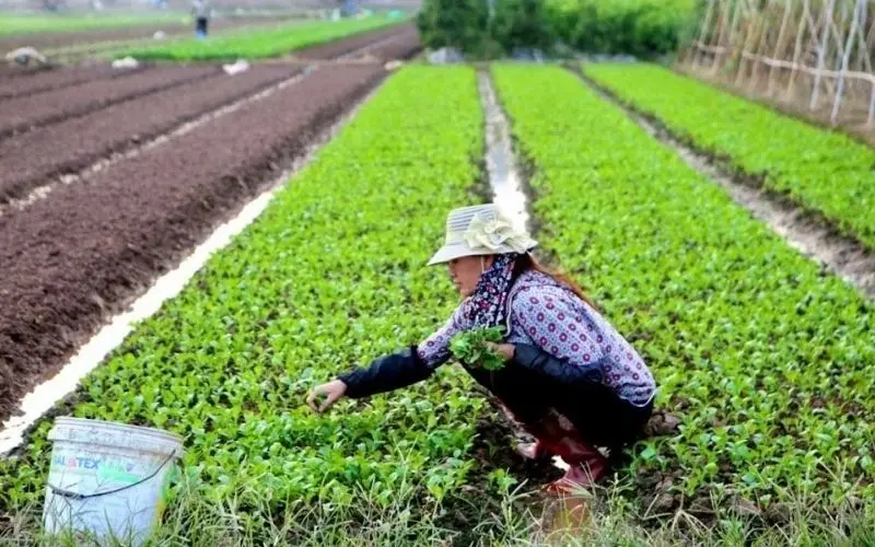 Regularly weeding and manually removing pests to protect your sweet mustard green garden