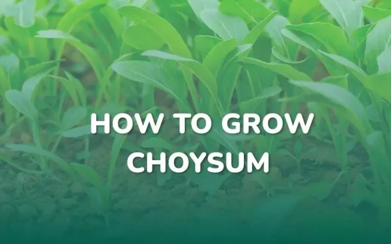 A Simple and Technical Guide to Growing Choysum at Home