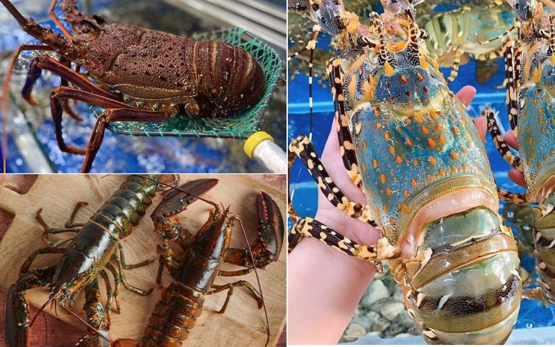 Lobster Prices Range from 800,000 to 1,500,000 VND/kg Depending on Type