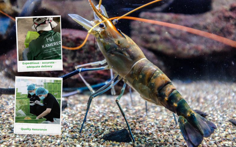 Kamereo – Your Trusted Supplier for Wholesale Lobster at Competitive Prices