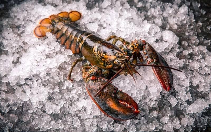 Live lobsters are typically more expensive than frozen varieties