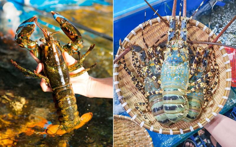 Fresh lobsters have vibrant shells and firm textures