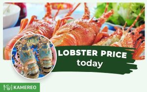 Lobster Price: How Much Is Lobster Per Kg? Today's Lobster Price Chart