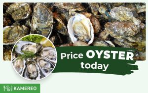 How Much is 1kg of Oysters? Latest Oyster Prices