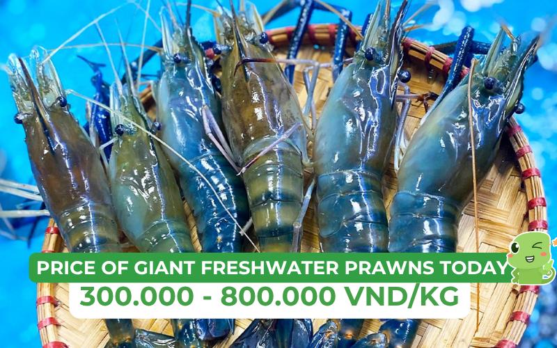 The price of giant freshwater prawns currently ranges from 300,000 to 800,000 VND per kilogram
