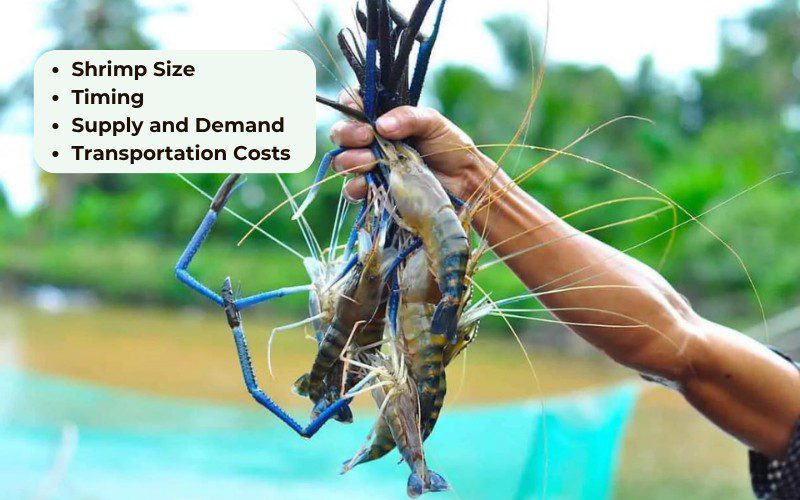 The price of giant freshwater prawns always fluctuates with the market