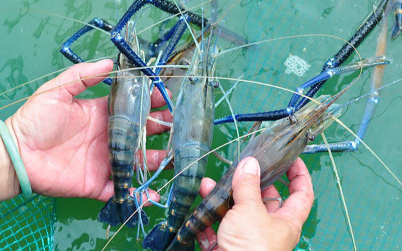 Fresh giant freshwater prawns have shiny shells, deep green color, strong claws, and no unusual odors