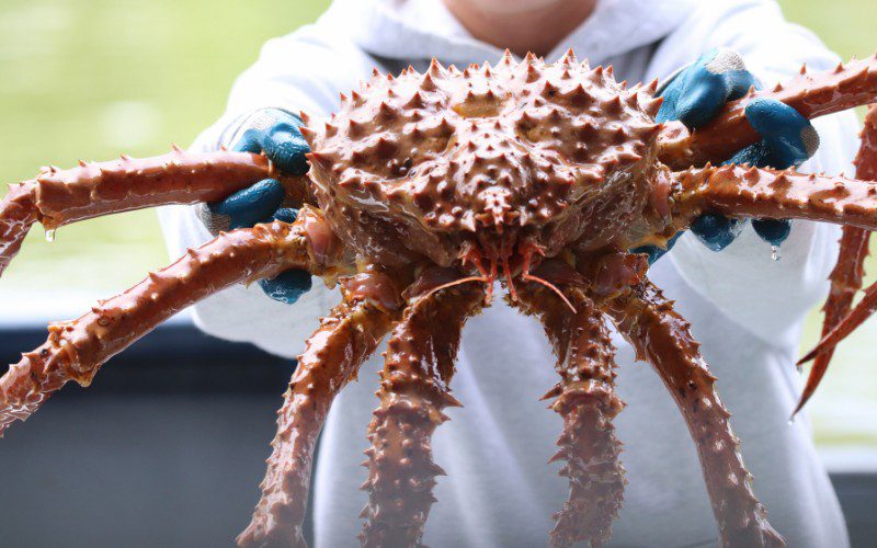 Opt for crabs with large sizes, balanced shapes, and firm, healthy legs and claws