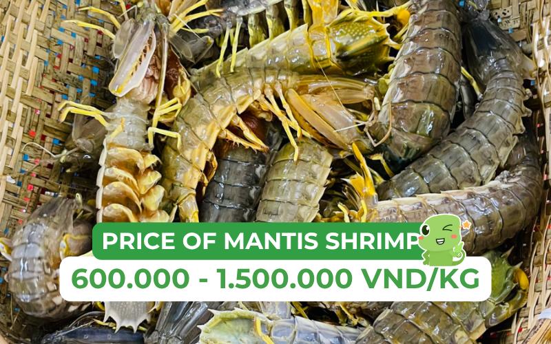 The market price of mantis shrimp ranges from 600,000 to 1,500,000 VND/kg
