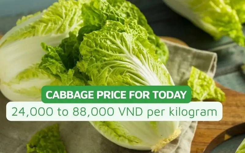 The price of napa cabbage today ranges from 24,000 to 88,000 VND/kg depending on the type
