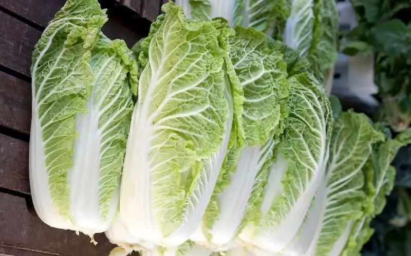 Delicious napa cabbage has pale green leaves, a bright white stem, and firm, unbruised stalks