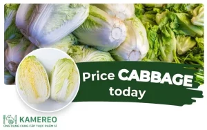 How much is napa cabbage per kg today? Latest price updates for napa cabbage over the past 24 hours