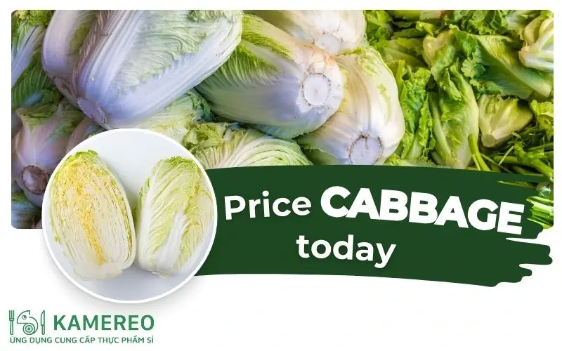 How much is napa cabbage per kg today? Latest price updates for napa cabbage over the past 24 hours