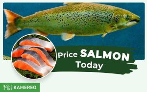 How Much Does Salmon Cost per Kg? Today's Salmon Price