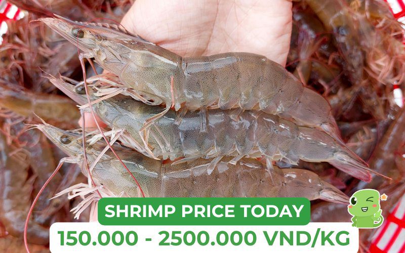 Updated Whiteleg Shrimp Prices – Find the Best Deal