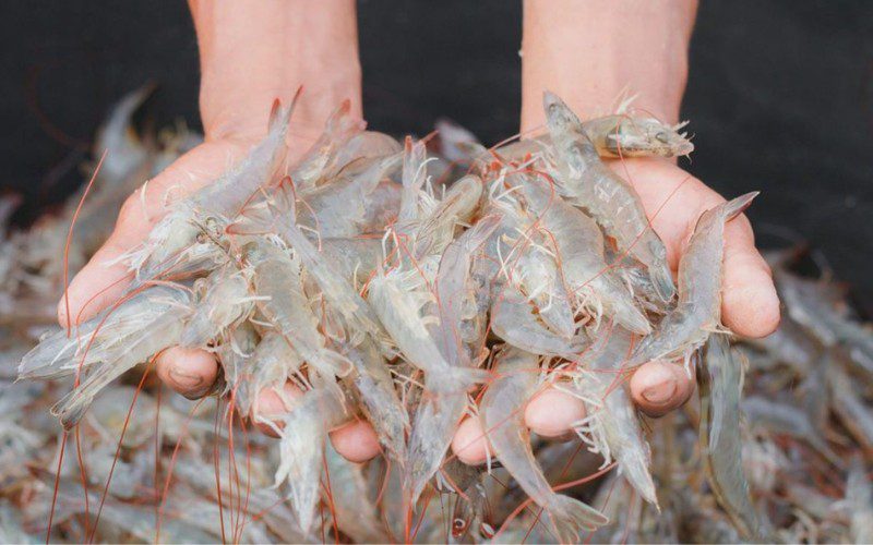 Explore factors affecting shrimp prices in the market