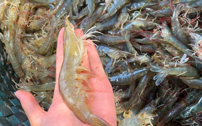 Tips for choosing fresh, quality shrimp for the perfect dish