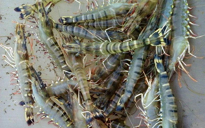The price of tiger prawn depends on quality and size.