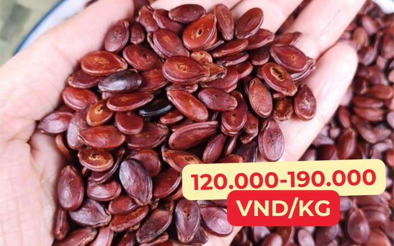 Watermelon seed prices range from 120,000 to 190,000 VND/kg