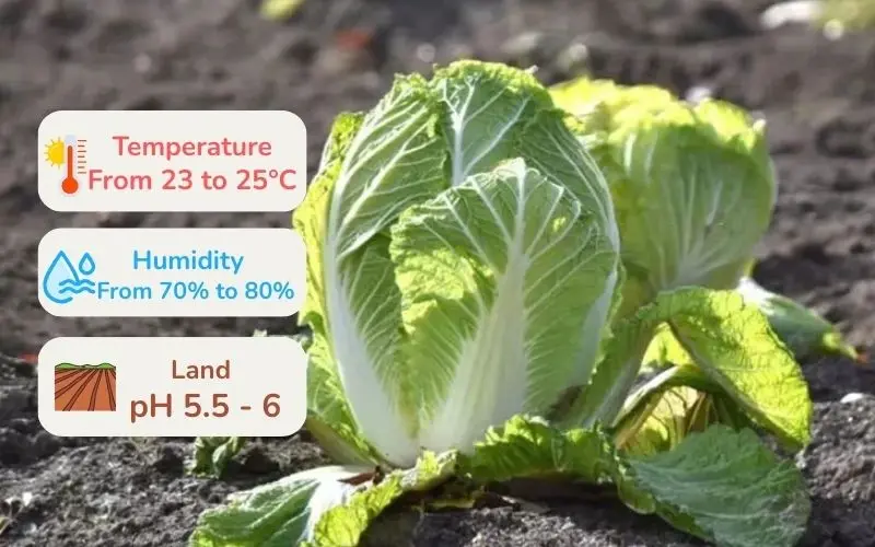 Napa cabbage prefers cool temperatures, making it suitable for planting in the autumn and winter