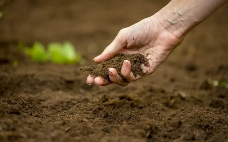 Choose loose, humus-rich soil for good napa cabbage growth