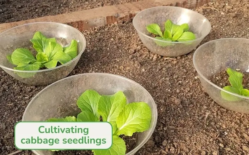 Select healthy seedlings to plant in the Styrofoam boxes