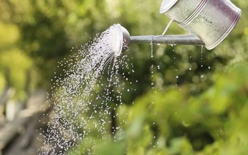 Water enough to keep the soil moist, and avoid waterlogging to prevent root rot