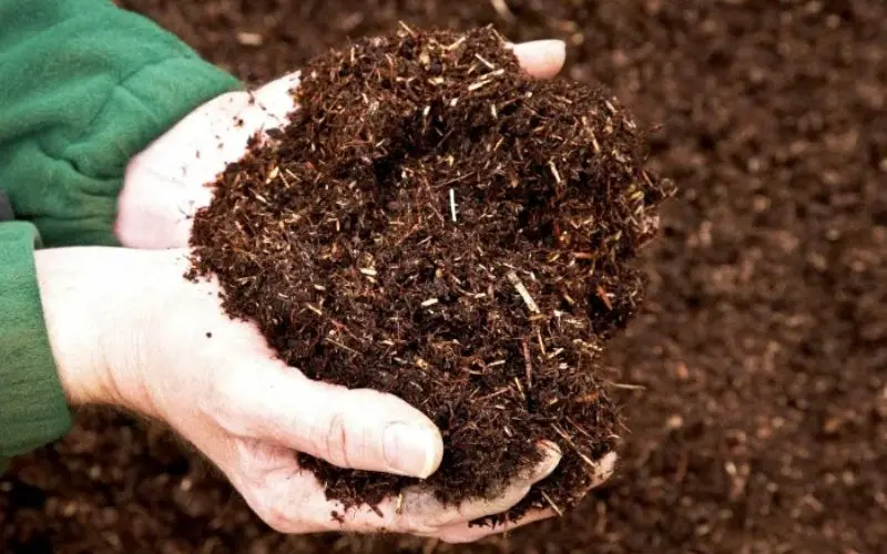 Periodically supplement with organic fertilizer for a firm head