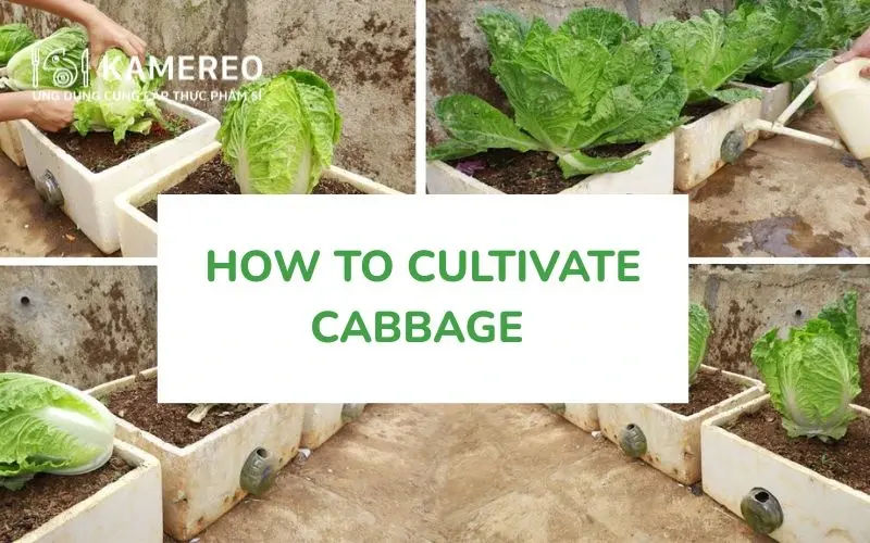 How to Grow Napa Cabbage in Styrofoam Boxes at Home for Rapid Growth