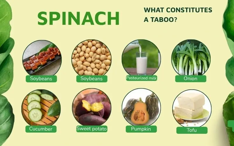 Although spinach is a very healthy vegetable, it is not safe to combine it with just any food