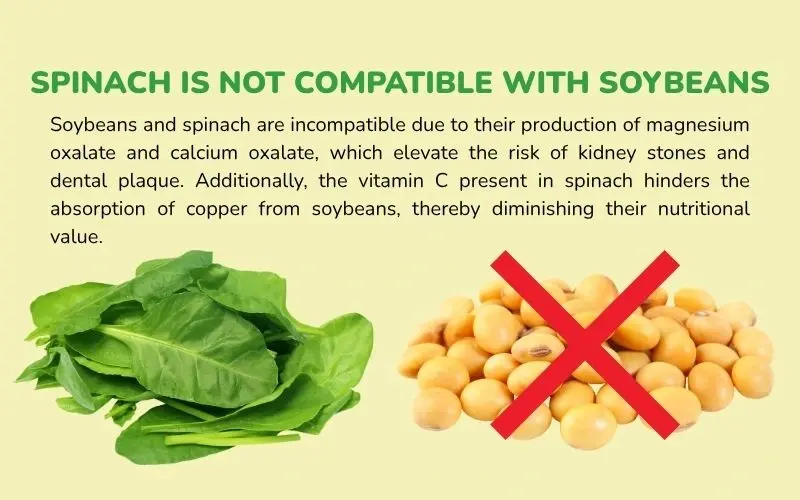 Spinach combined with milk can easily form calcium oxalate, hindering nutrient absorption